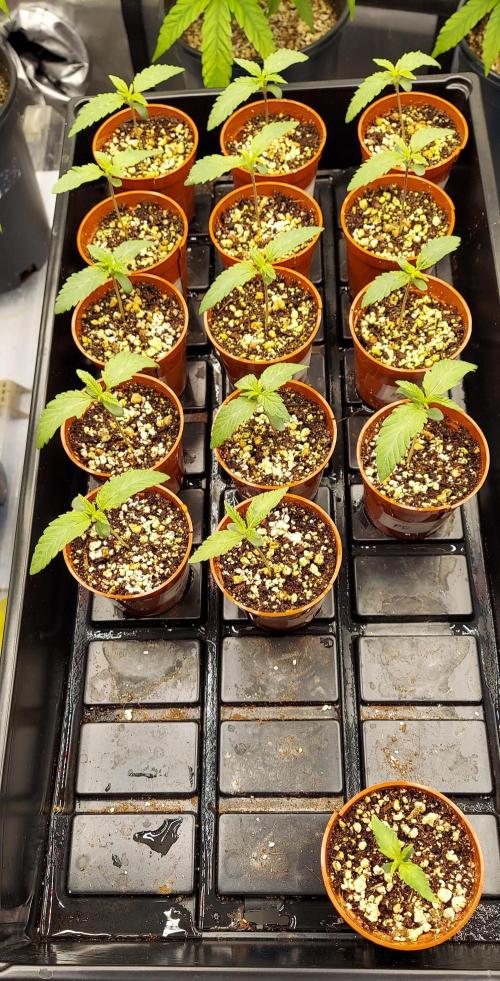 The Garden 2024-2 - Ethos and BBGS. Week 1 - 8 days