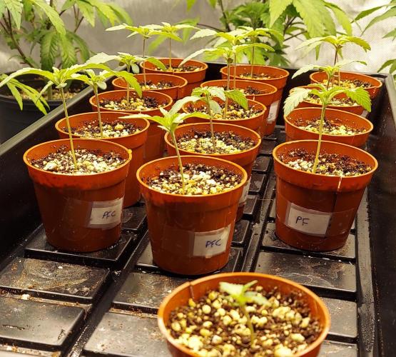 The Garden 2024-2 - Ethos and BBGS. Week 1 - 8 days