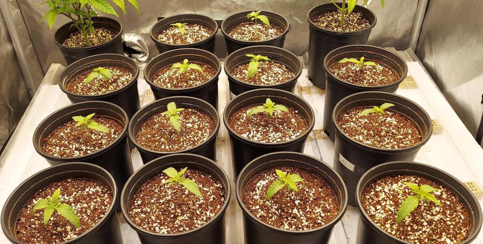 The Garden 2024-2 - Ethos and BBGS. Week 1 - 9 days