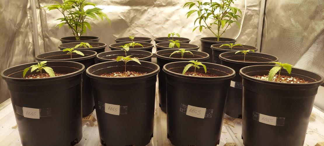 The Garden 2024-2 - Ethos and BBGS. Week 1 - 9 days