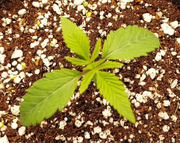 The Garden 2024-2 - Ethos and BBGS. Week 1 - BBGS
