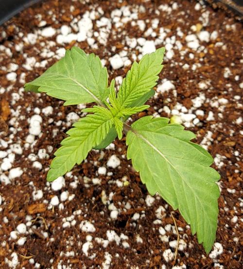 The Garden 2024-2 - Ethos and BBGS. Week 1 - BP