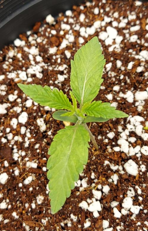 The Garden 2024-2 - Ethos and BBGS. Week 1 - CB