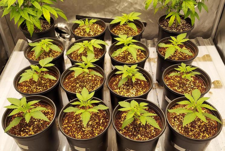 The Garden 2024-2 - Ethos and BBGS. Week 2