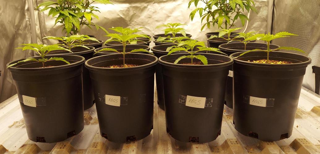 The Garden 2024-2 - Ethos and BBGS. Week 2