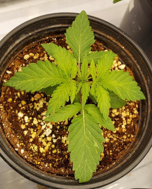 The Garden 2024-2 - Ethos and BBGS. Week 2 - BP