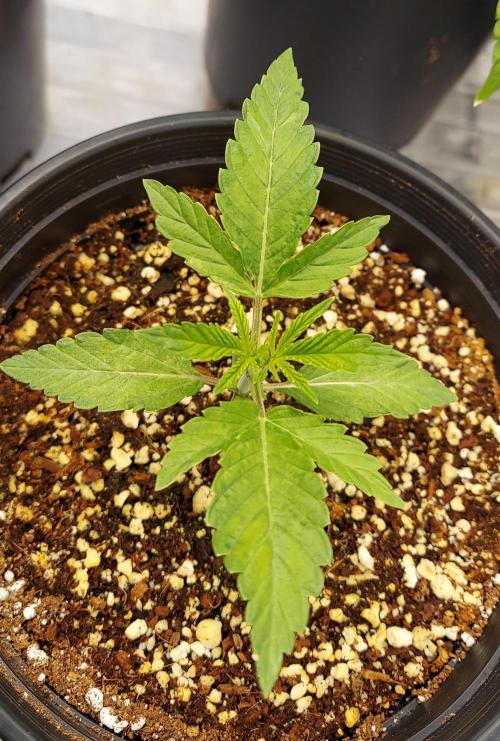The Garden 2024-2 - Ethos and BBGS. Week 2 - CB