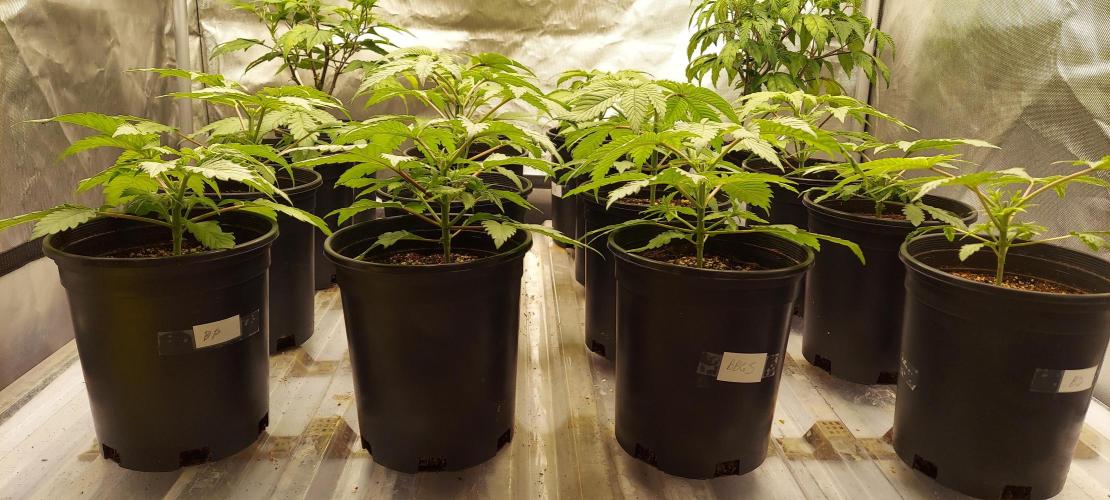 The Garden 2024-2 - Ethos and BBGS. Week 3