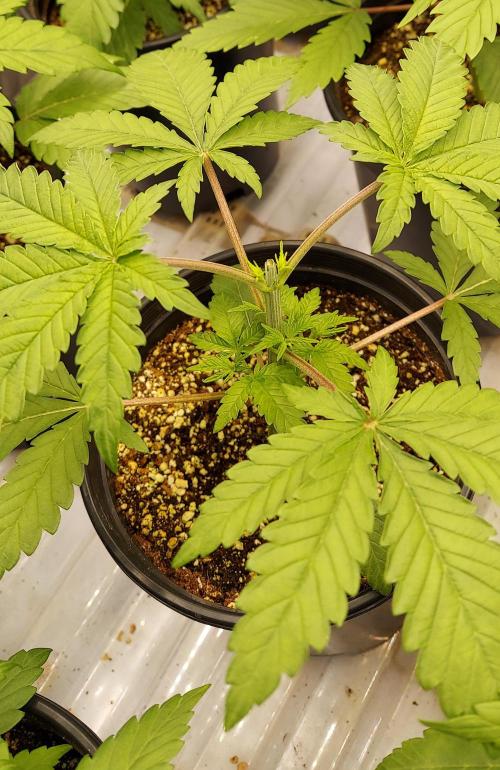 The Garden 2024-2 - Ethos and BBGS. Week 3 - BD