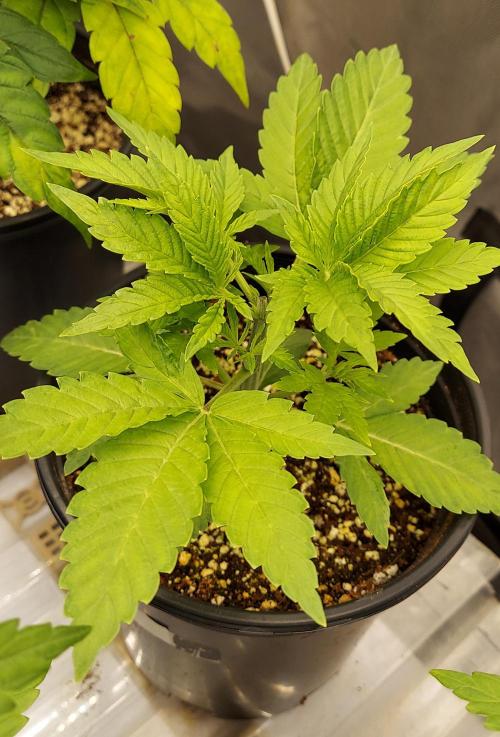 The Garden 2024-2 - Ethos and BBGS. Week 3 - CB