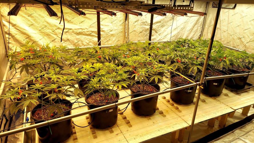 The Garden 2024-2 - Ethos and BBGS. Week 6