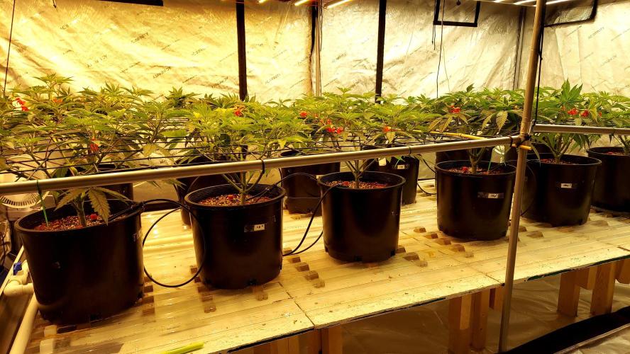 The Garden 2024-2 - Ethos and BBGS. Week 6