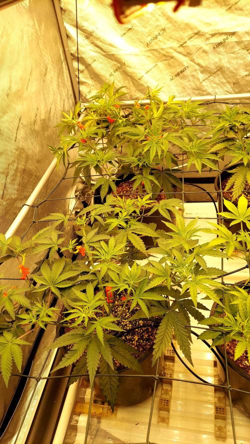 The Garden 2024-2 - Ethos and BBGS. Week 6