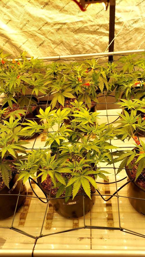 The Garden 2024-2 - Ethos and BBGS. Week 6
