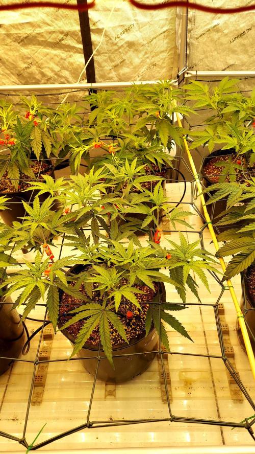 The Garden 2024-2 - Ethos and BBGS. Week 6