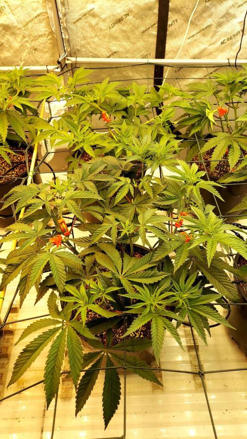 The Garden 2024-2 - Ethos and BBGS. Week 6