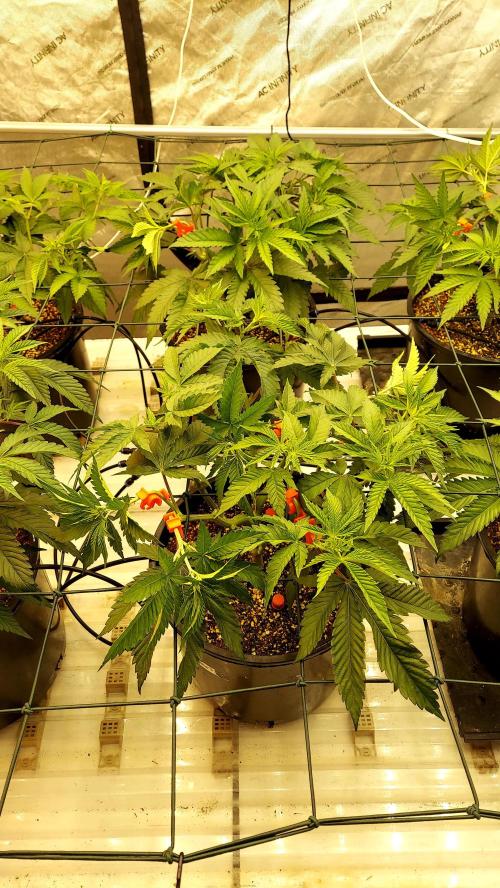 The Garden 2024-2 - Ethos and BBGS. Week 6