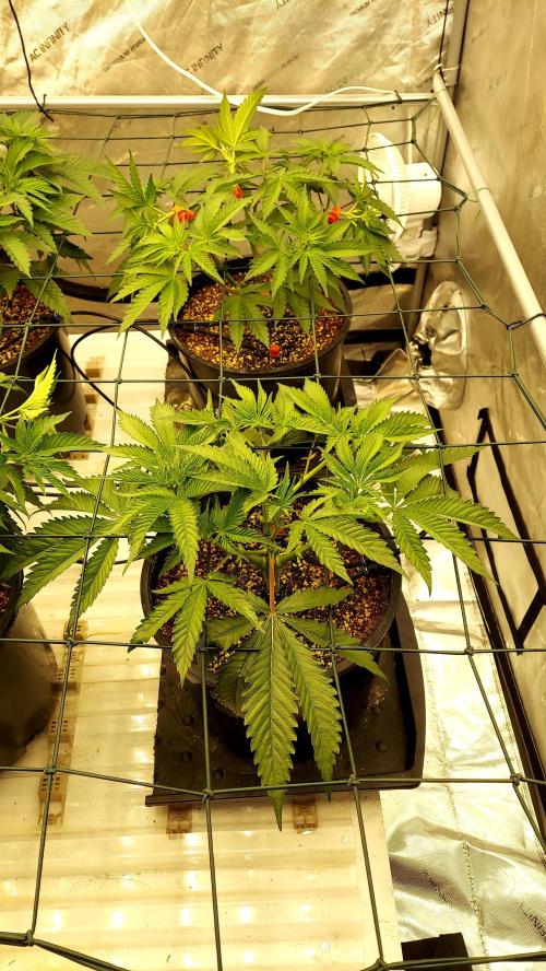 The Garden 2024-2 - Ethos and BBGS. Week 6