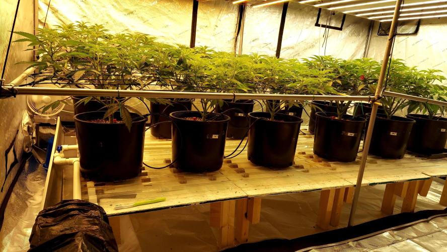 The Garden 2024-2 - Ethos and BBGS. Week 7