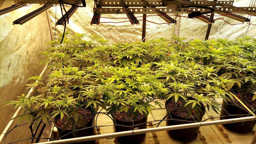 The Garden 2024-2 - Ethos and BBGS. Week 7