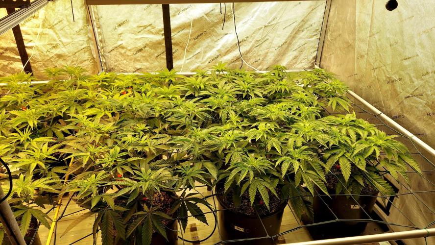 The Garden 2024-2 - Ethos and BBGS. Week 7