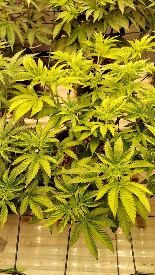 The Garden 2024-2 - Ethos and BBGS. Week 7