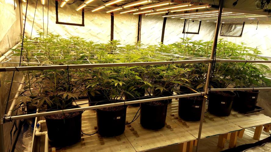 The Garden 2024-2 - Ethos and BBGS. Week 8