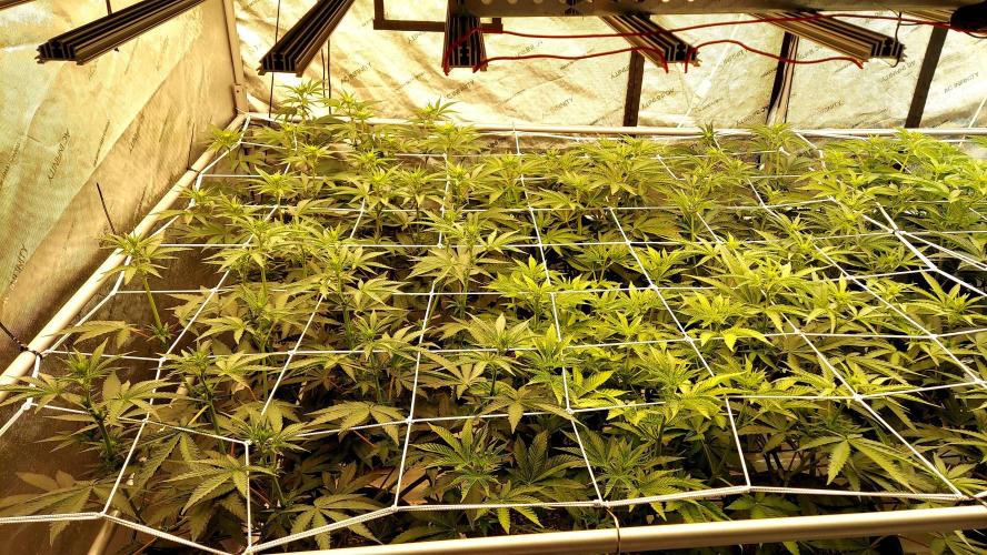 The Garden 2024-2 - Ethos and BBGS. Week 8