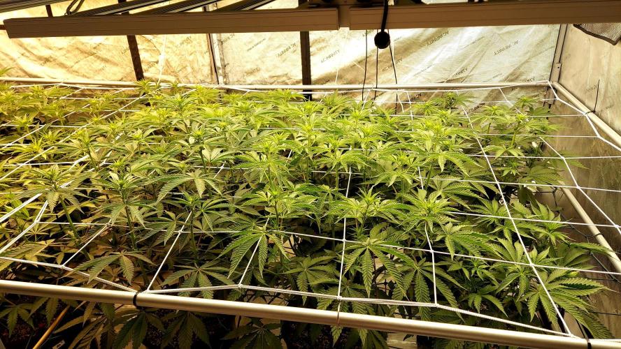The Garden 2024-2 - Ethos and BBGS. Week 8