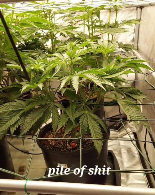 The Garden 2024-2 - Ethos and BBGS. Week 8