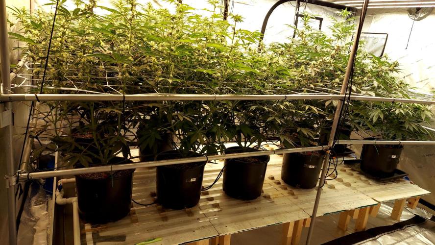 The Garden 2024-2 - Ethos and BBGS. Week 9