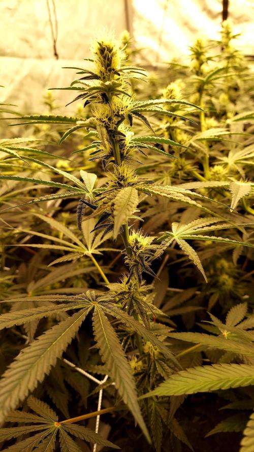 The Garden 2024-2 - Ethos and BBGS. Week 9