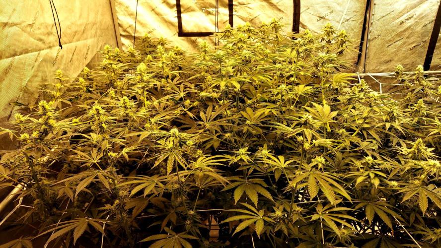 The Garden 2024-2 - Ethos and BBGS. Week 9