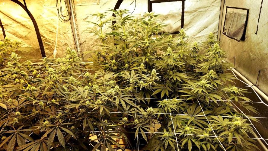 The Garden 2024-2 - Ethos and BBGS. Week 9