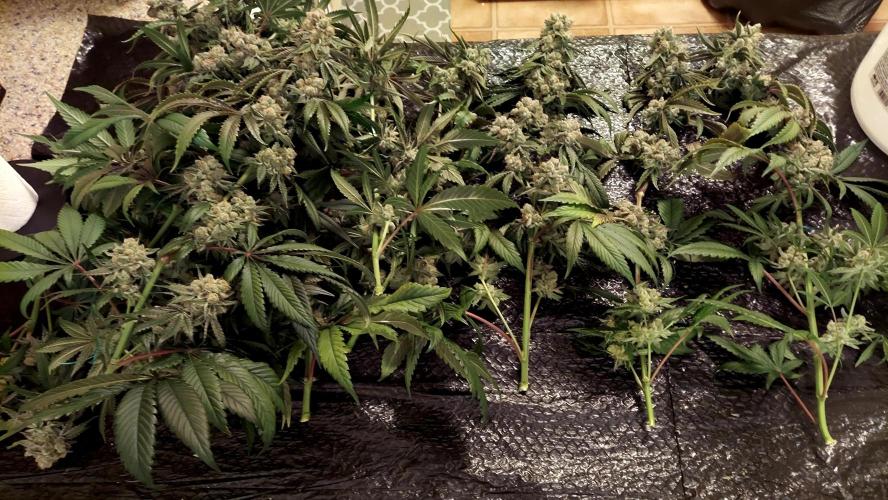 The Garden 2024-2 - Ethos and BBGS. Week 14