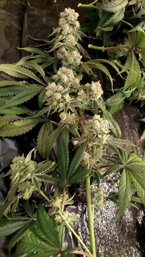 The Garden 2024-2 - Ethos and BBGS. Week 14