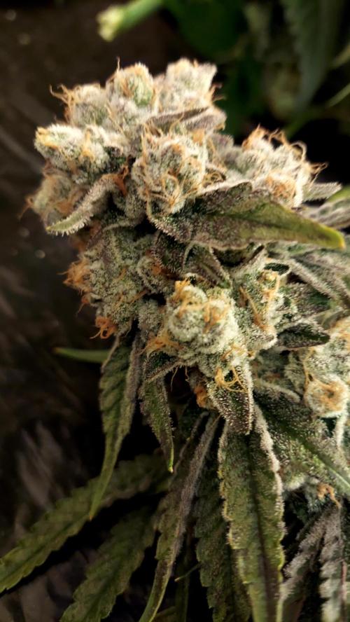 The Garden 2024-2 - Ethos and BBGS. Week 14