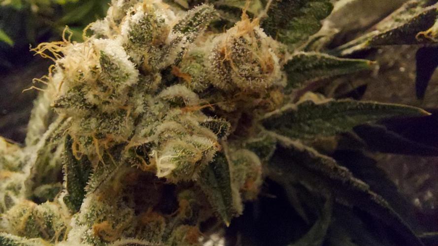 The Garden 2024-2 - Ethos and BBGS. Week 14
