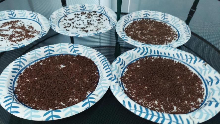 Bubble Hash 2026. Week 1 - First batch crumbled to dry