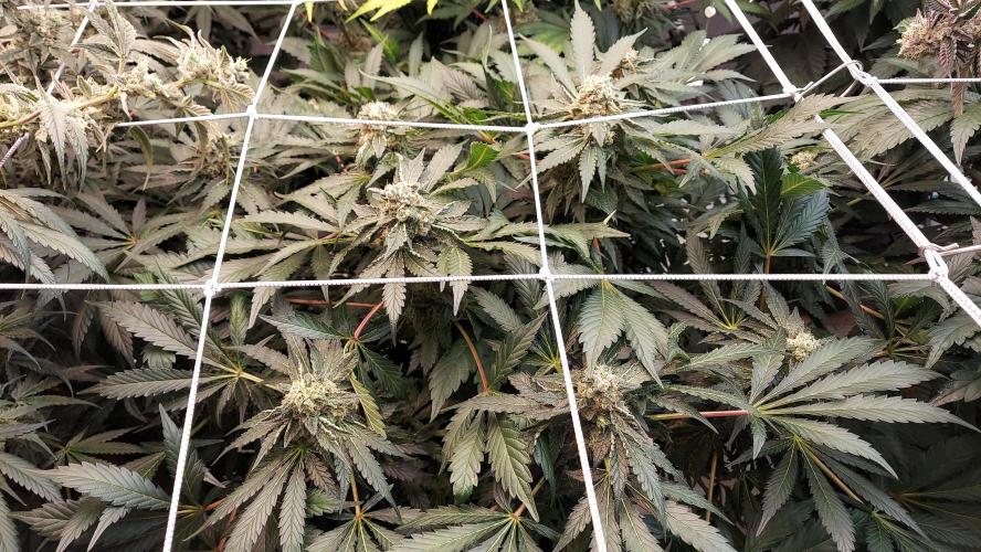 The Garden 2026-2 - MSNL Blue Cookies. Week 13 - BC1
