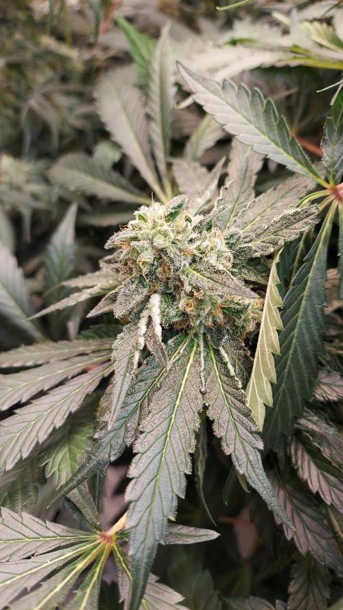 The Garden 2026-2 - MSNL Blue Cookies. Week 13 - BC1