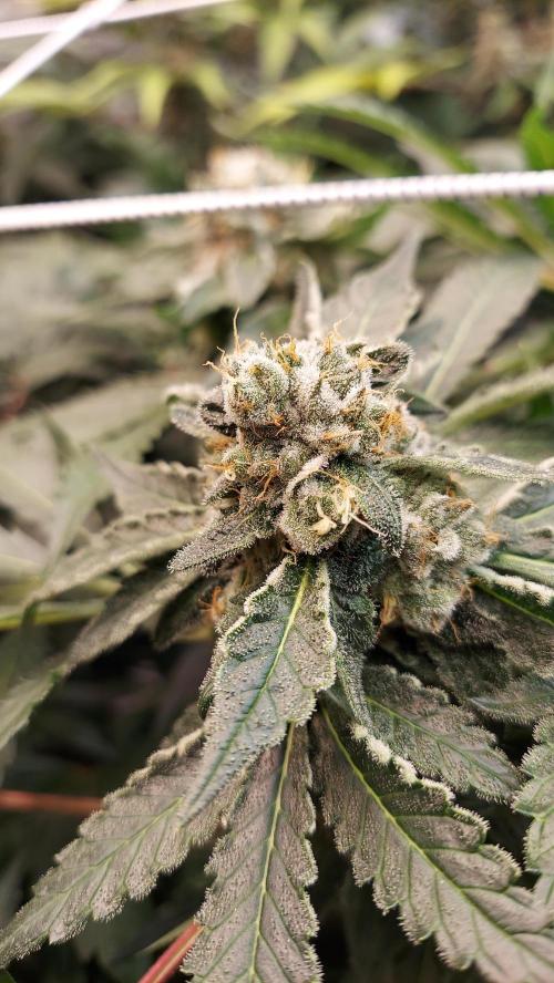 The Garden 2026-2 - MSNL Blue Cookies. Week 13 - BC1