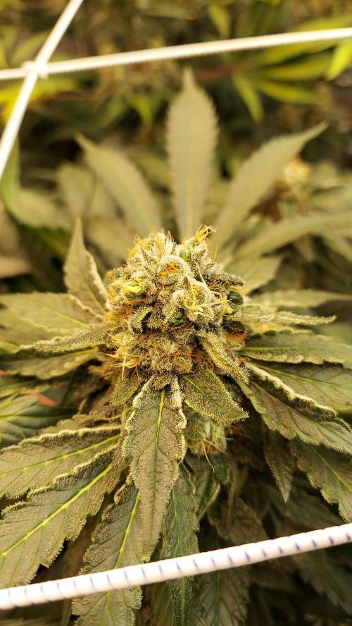 The Garden 2026-2 - MSNL Blue Cookies. Week 13 - BC1