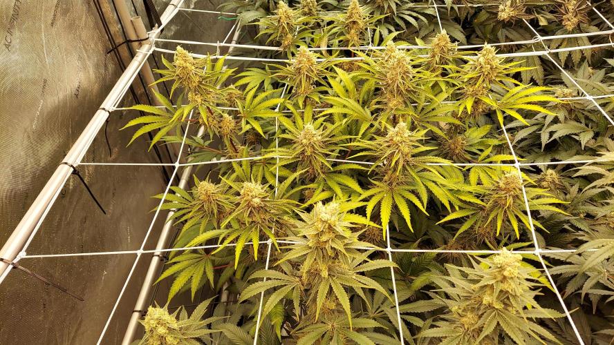 The Garden 2026-2 - MSNL Blue Cookies. Week 13 - BC2