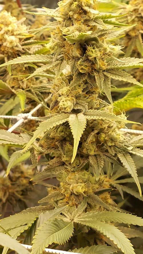 The Garden 2026-2 - MSNL Blue Cookies. Week 13 - BC2