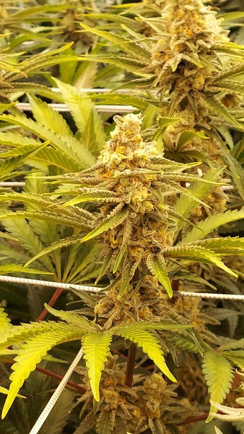 The Garden 2026-2 - MSNL Blue Cookies. Week 13 - BC2
