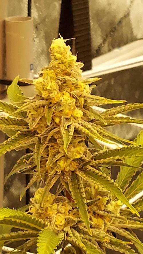 The Garden 2026-2 - MSNL Blue Cookies. Week 13 - BC2