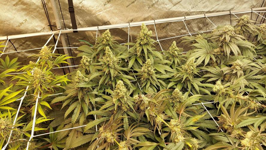 The Garden 2026-2 - MSNL Blue Cookies. Week 13 - BC3