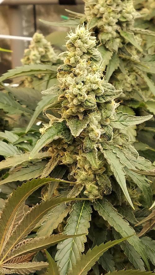 The Garden 2026-2 - MSNL Blue Cookies. Week 13 - BC3