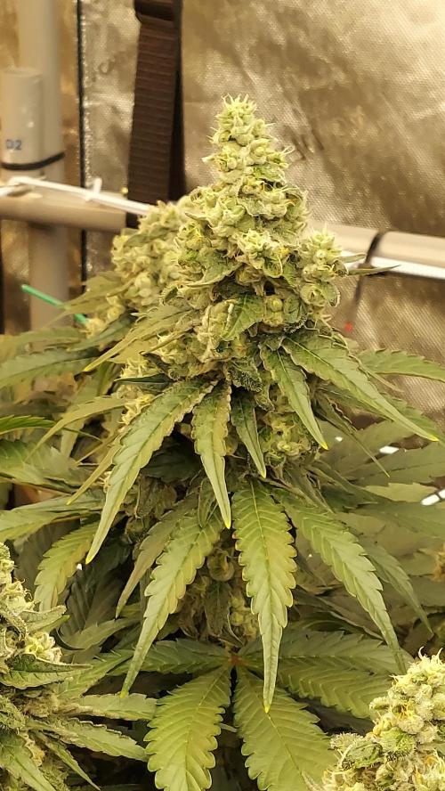 The Garden 2026-2 - MSNL Blue Cookies. Week 13 - BC3